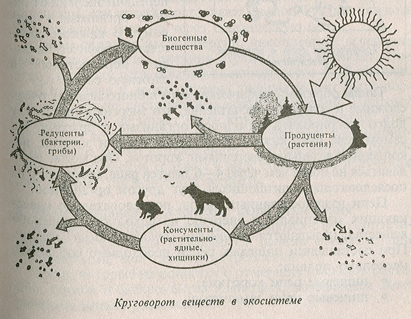 Мониторинг бактериопланктона