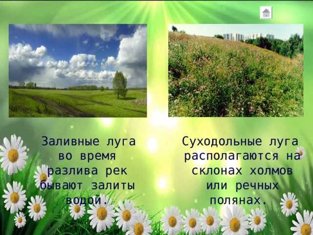 Природные сообщества луга