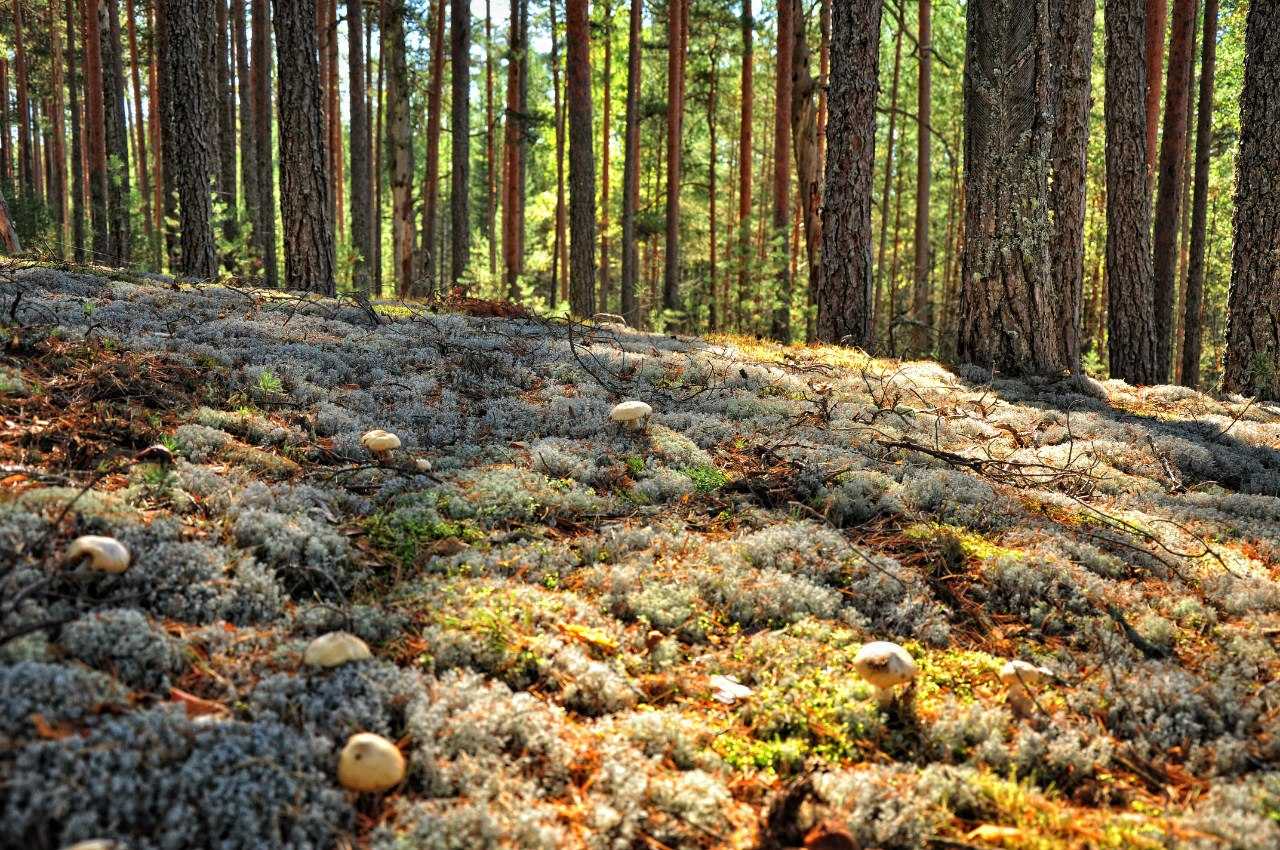 Туристическая база отдыха на озере санхар