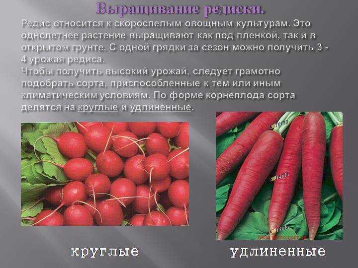 Биологические особенности редиса