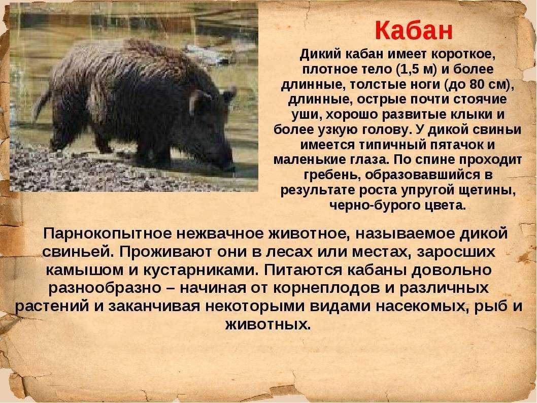 Кабан-секач: что за вид, описание и характеристика, разновидности, скрещивание со свиньями, интересные факты и красная книга