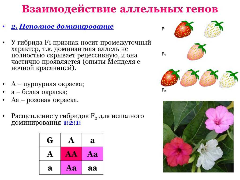 Взаимодействие аллельных генов в организме - формы и способы, биологическое значение