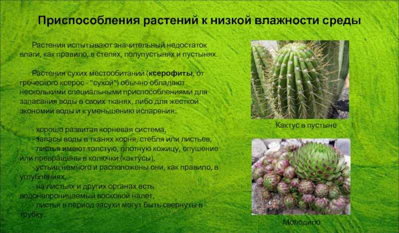 Что такое ксерофит?