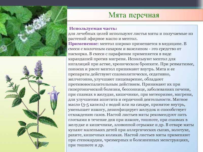 Мята перечная — mentha piperita l.