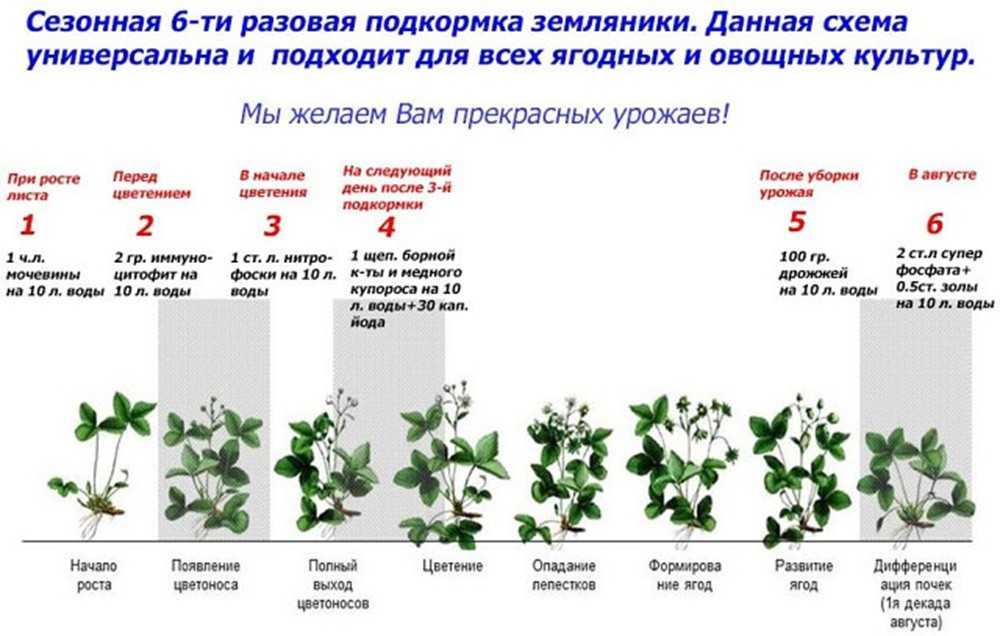 Закономерности роста и продуктивности лесных культур сосны на стадии индивидуального роста (1–6 лет)