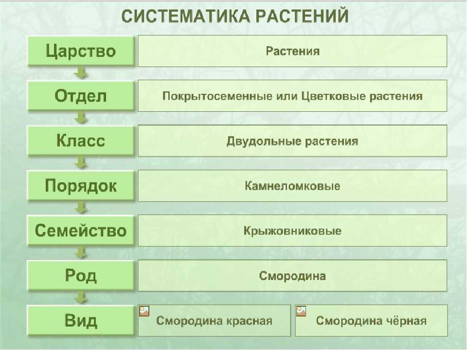 Луговые растения и травы: что растет, фото с названиями, описание