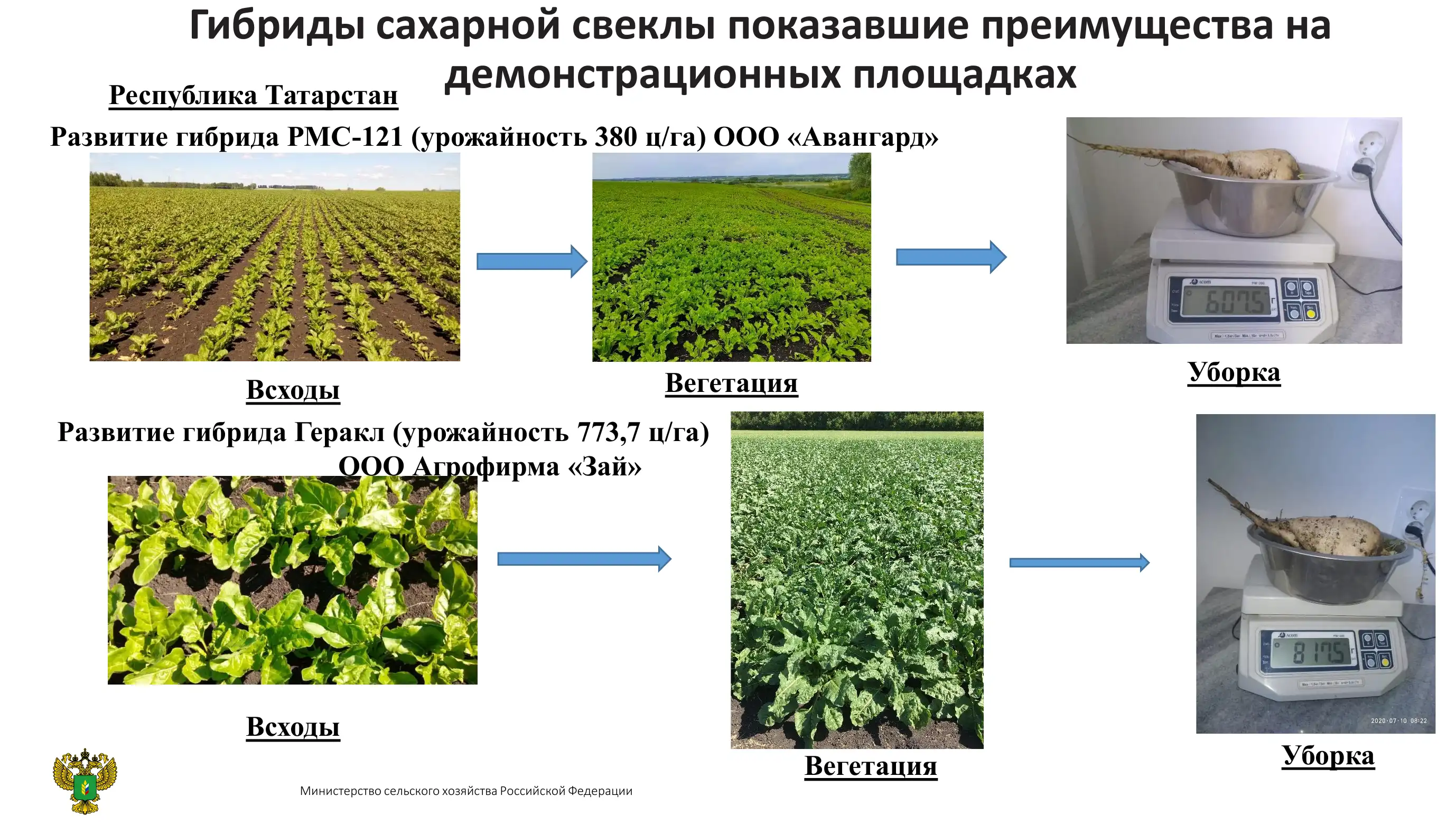 Стоимость Услуги По Вывозу Сахарной Свеклы
