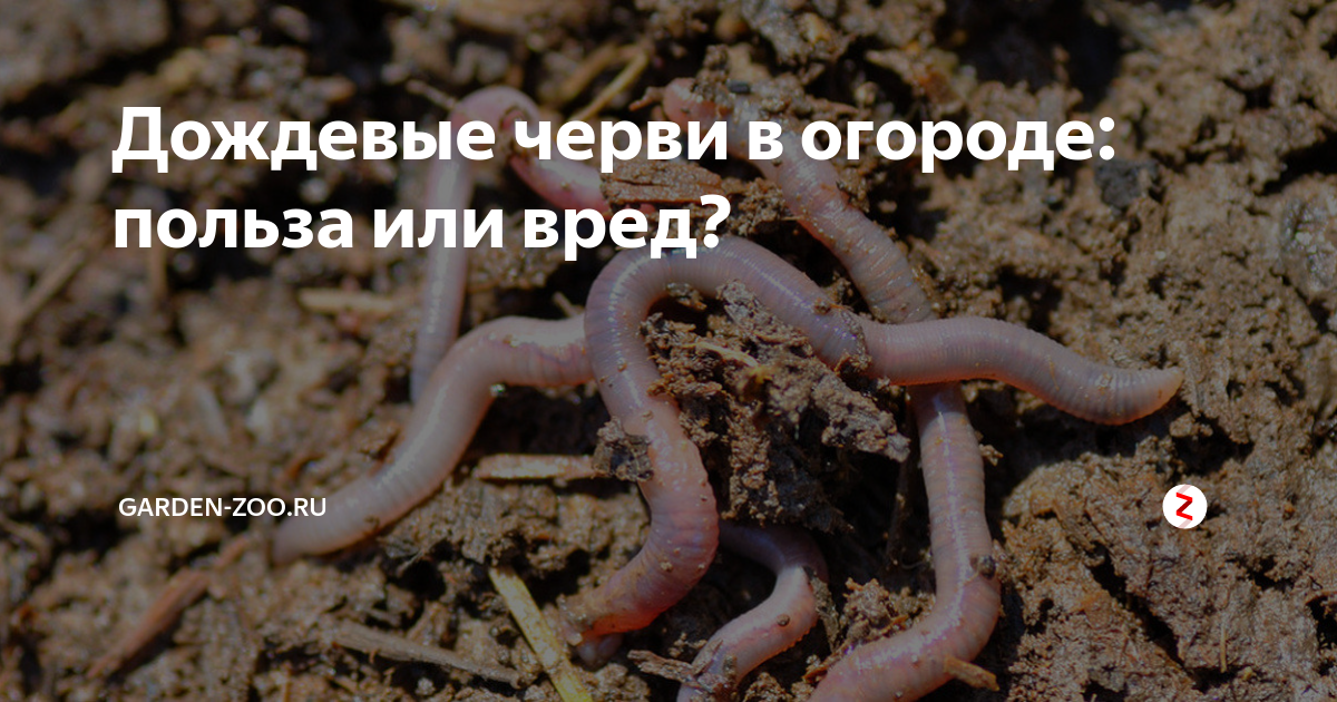 Как бороться с ливнями дождевых червей на вашем лужайке - дом  2023