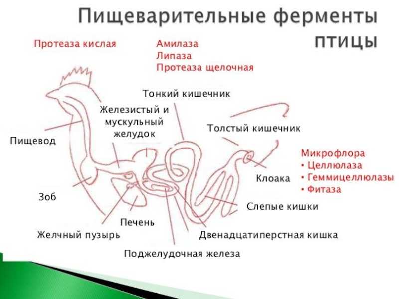 Аппарат пищеварения. особенности строения птиц - реферат