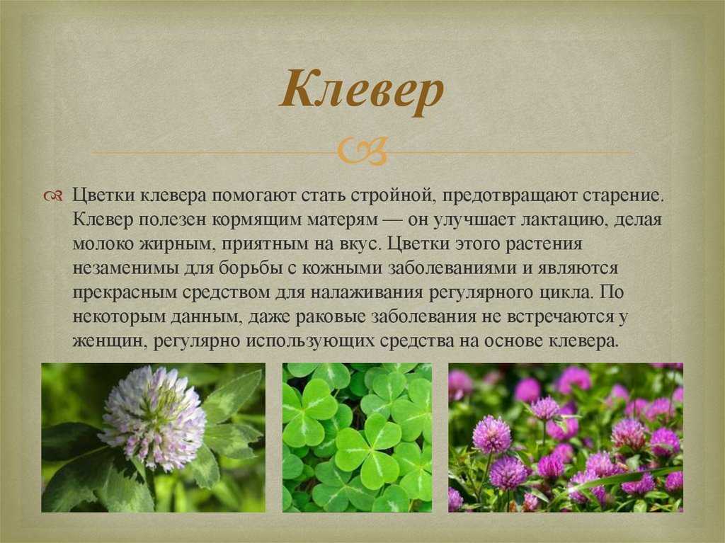 Клевер