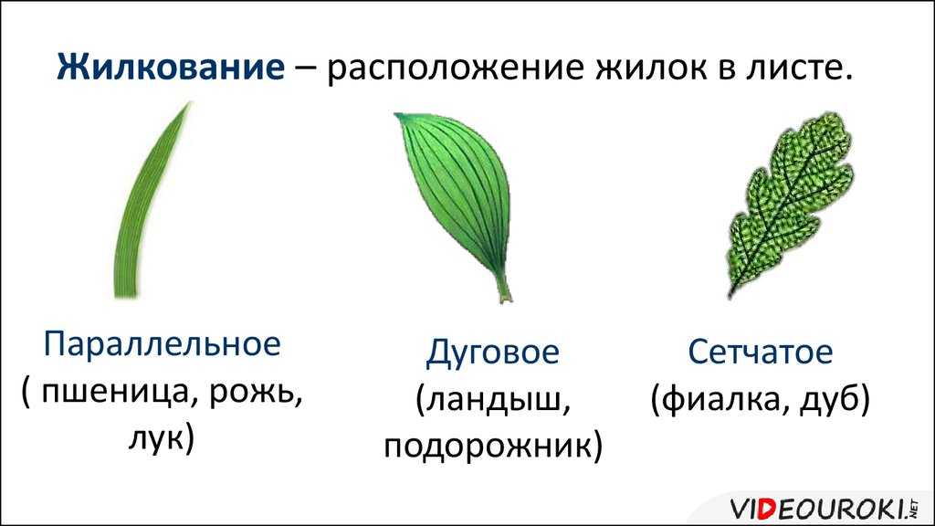 Пшеница твердая | справочник пестициды.ru