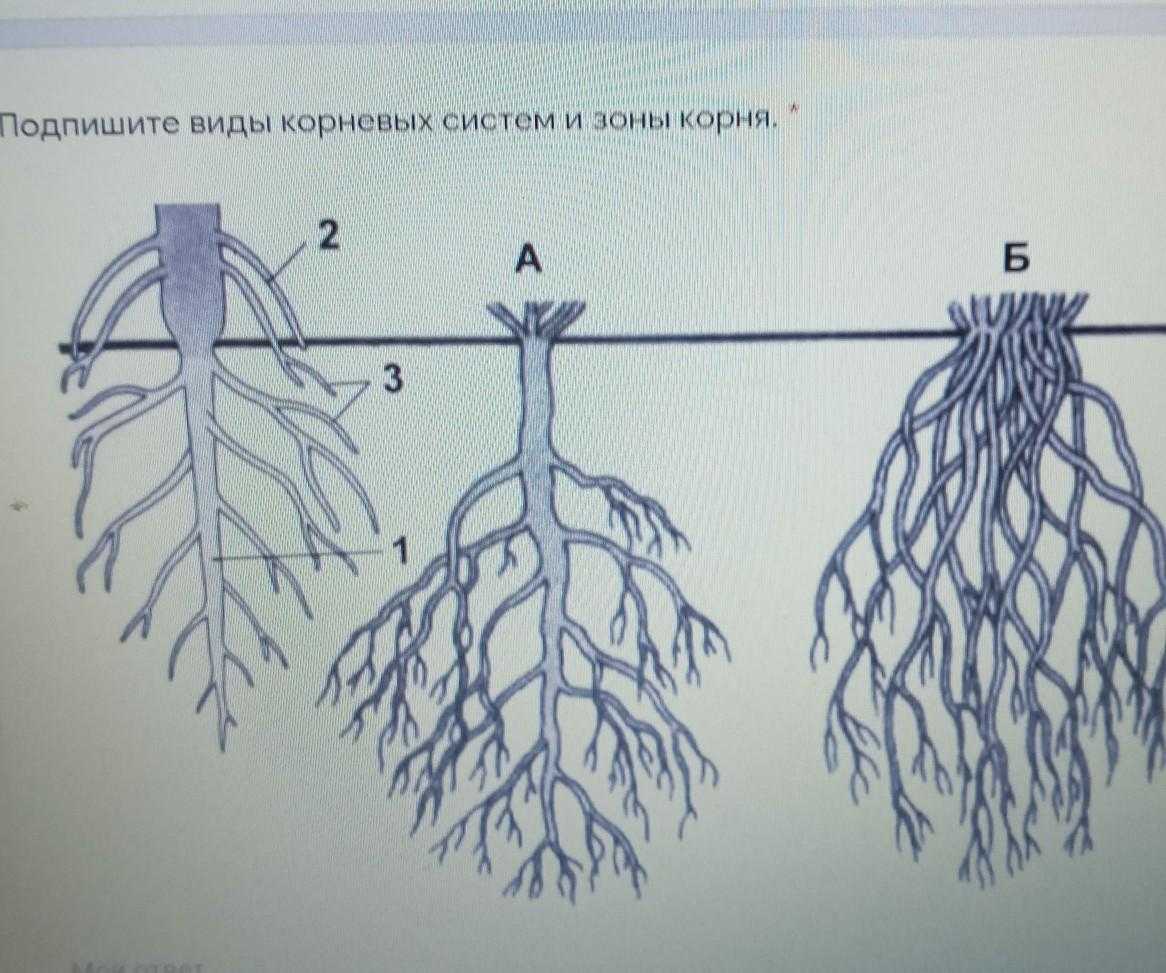 Взаимоотношение сосны и берёзы при совместном произрастании. плодоношение деревьев известно что березы выделяют кислород