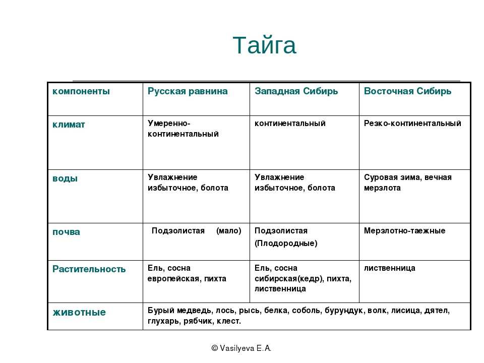Тайга: что это, где находится, её флора и фауна - узнай что такое