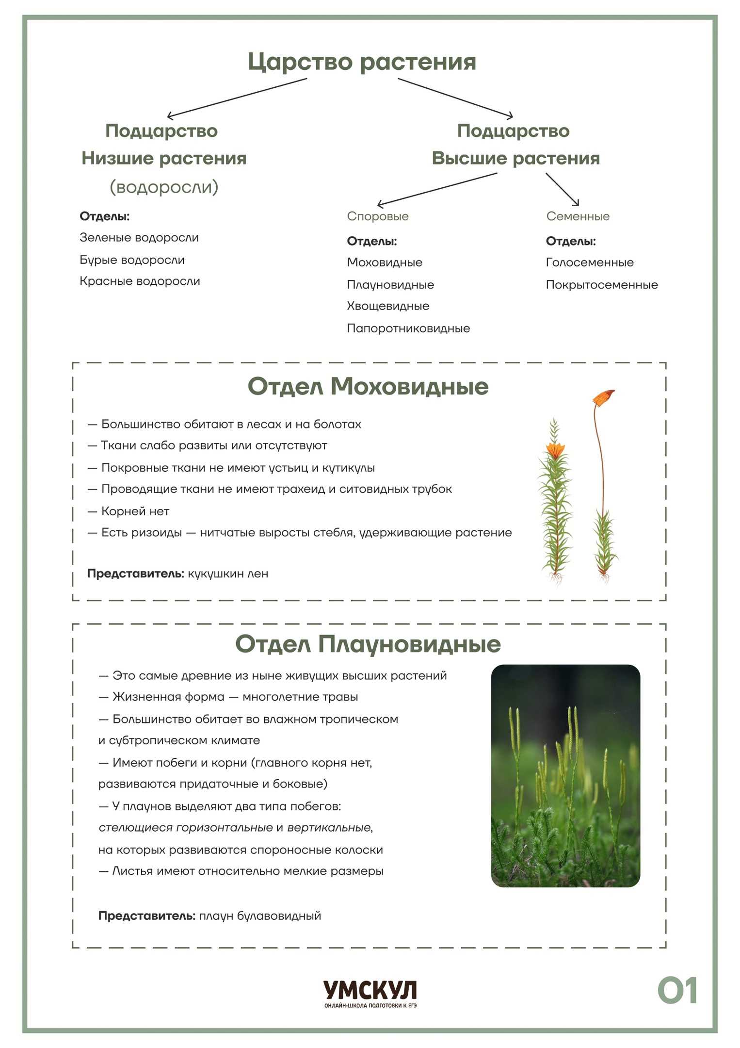 Схема луковицы в разрезе 6 класс
