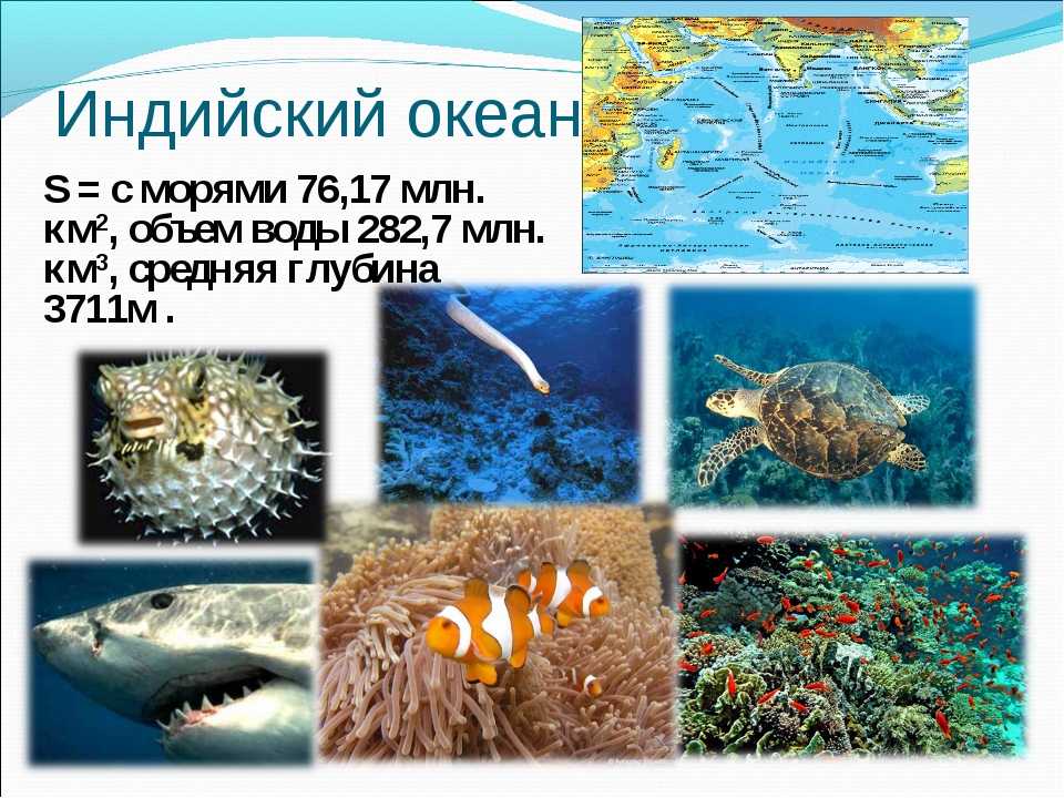 Интересные факты о флоре и фауне, распространенной в черном море