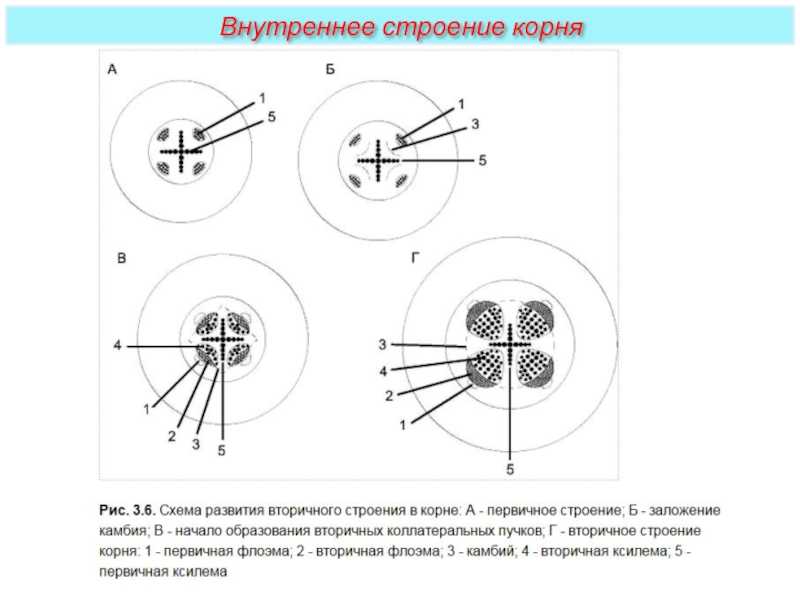 Функции зон корня: внутреннее строение, особенности и образование новых тканей