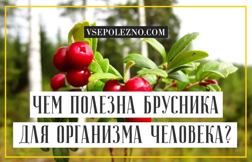 Брусника
