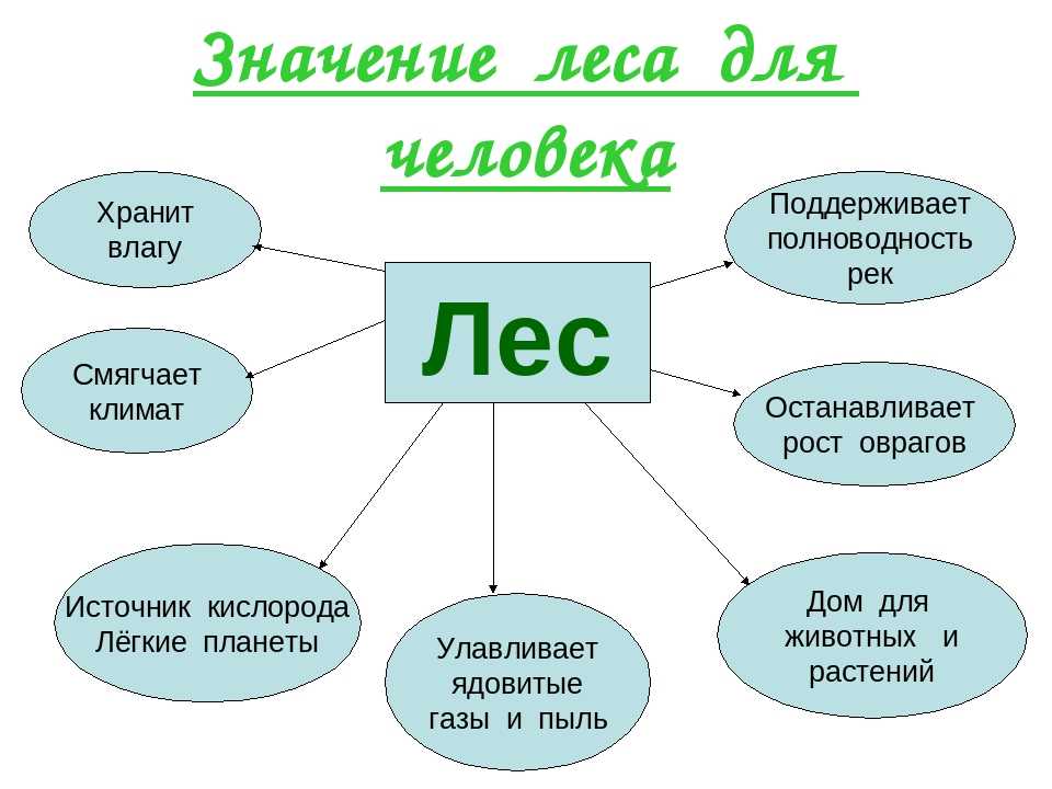 Полезащитные лесные насаждения - виды и назначение - аналитика лесной промышленности