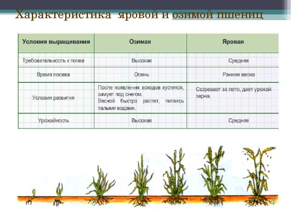 Агротехника возделывания овса
