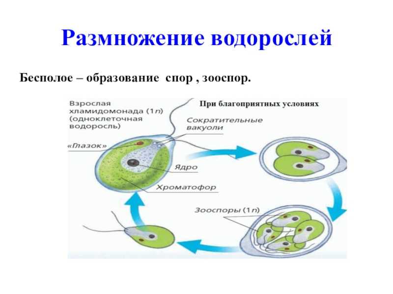 Зооспора
 - большая энциклопедия нефти и газа, статья, страница 1