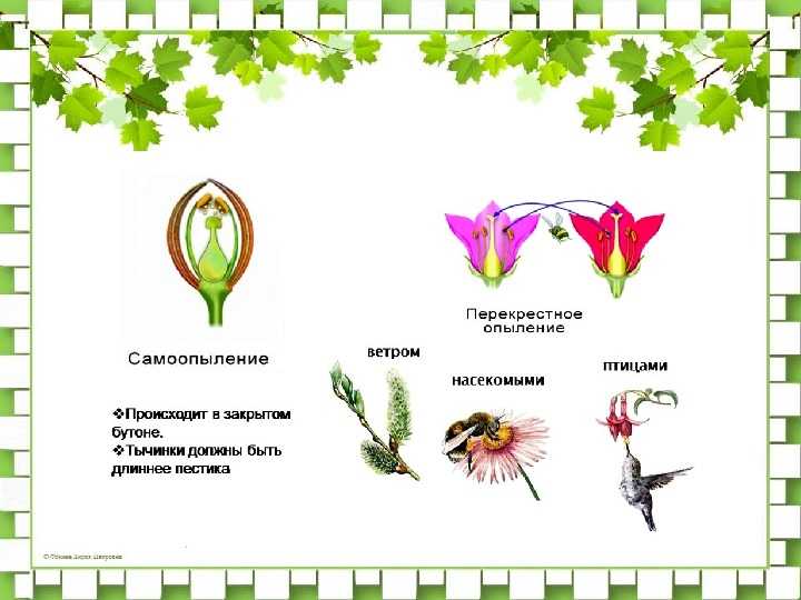 Люцерна - род однолетних и многолетних бобовых трав. экопарк  z