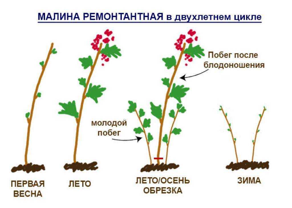 Сорта алычи: фото, описание, лучшие гибриды для всех регионов