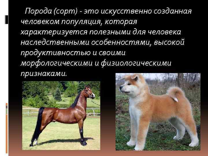 Селекция, основы селекции