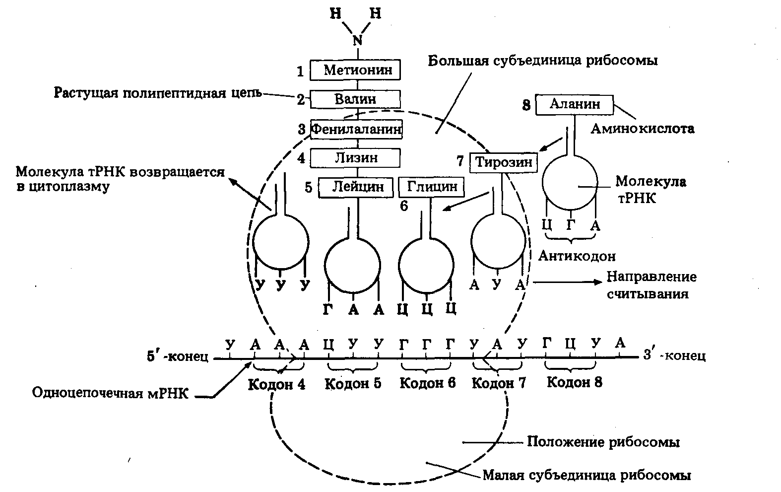 Трансляция | молекулярная биология