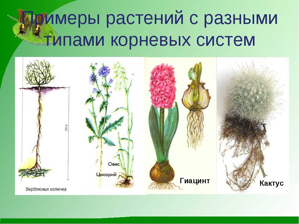 Строение корня растения | дистанционные уроки