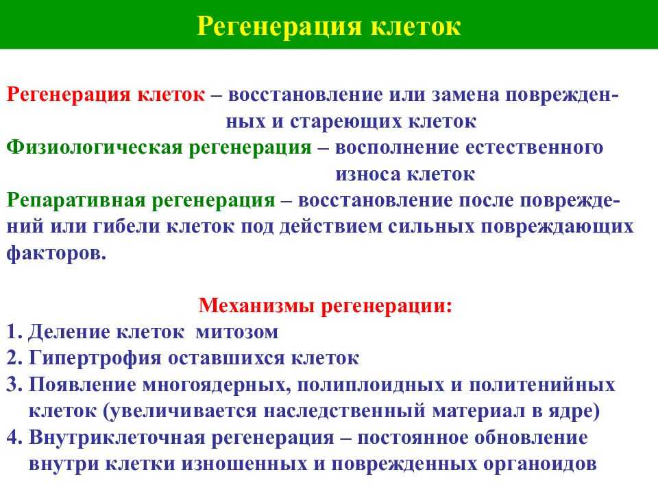 Лекция № 7. регенерация. заживление ран. патологическая анатомия: конспект лекций