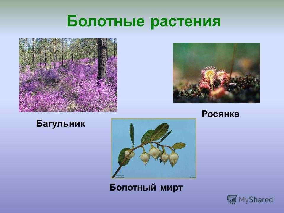 Растения болот. какими они бывают