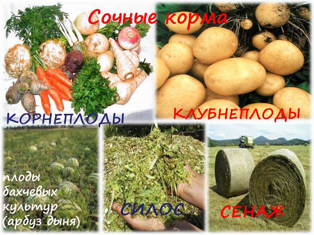 Что такое сочные корма, особенности и преимущества