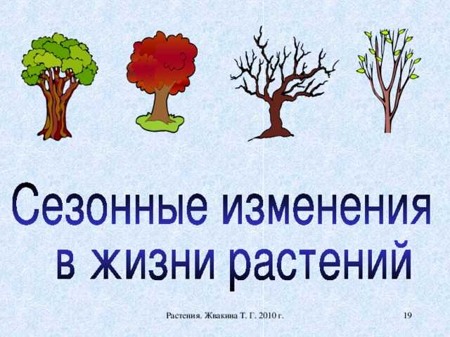 Что такое ритмичность в биологии примеры