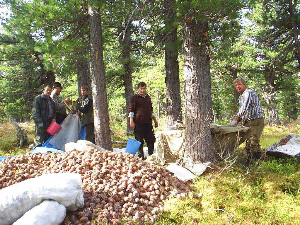 Созревание семян