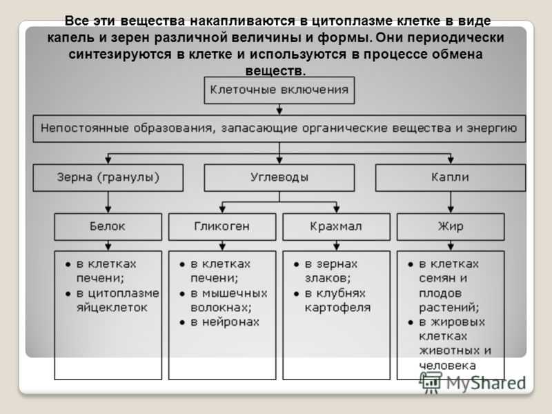 Клеточные включения в цитоплазме: строение и функции