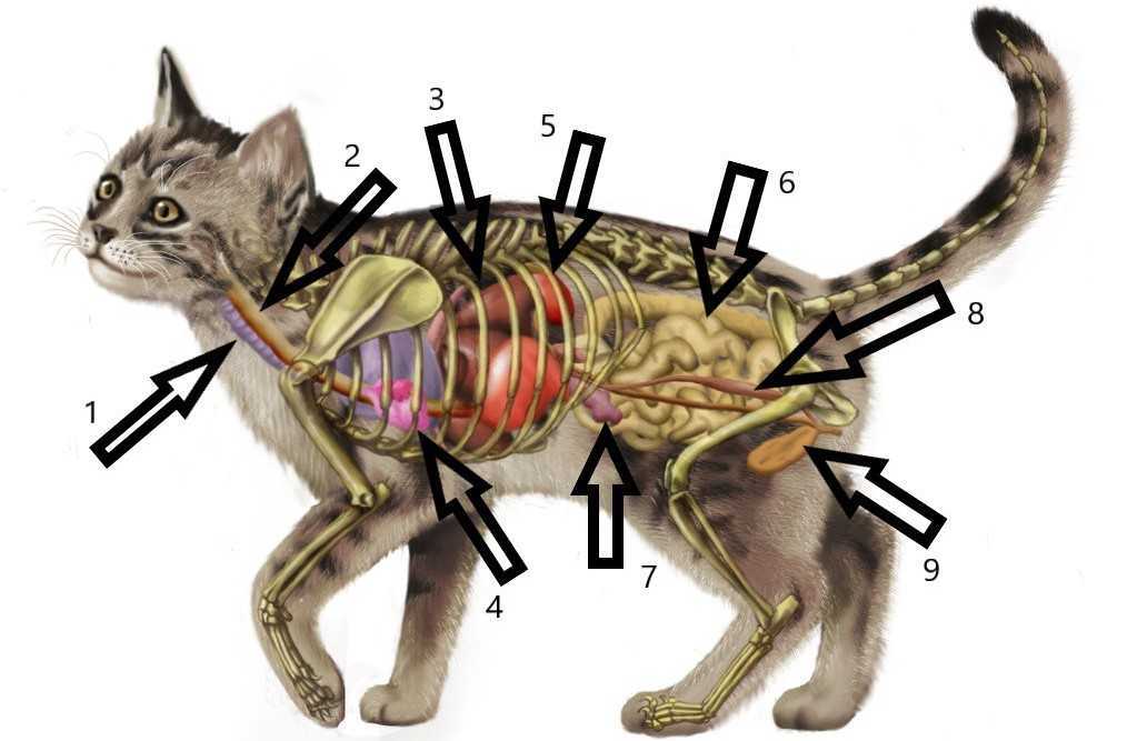 Как устроена половая система кошки и кота – внешние и внутренние репродуктивные органы у кошачьих