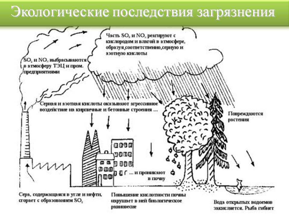 Эколого-биогеохимические принципы оценки и коррекции элементного состава системы почва - растения - животные  замана светлана павловна