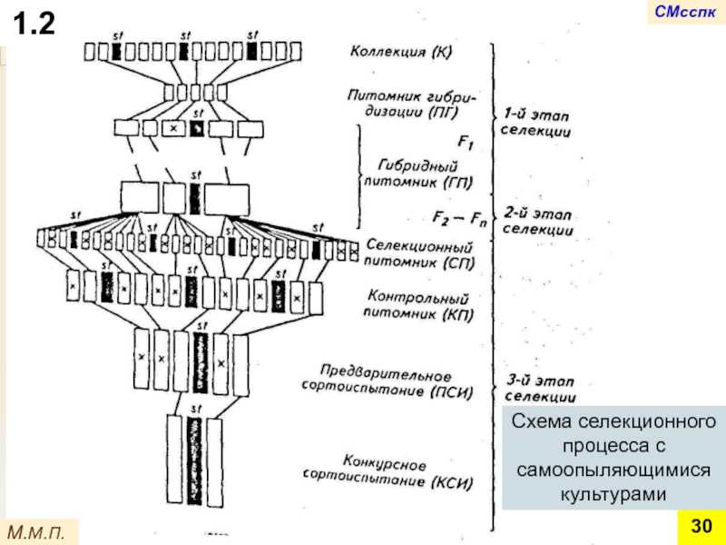 Фгбну всероссийский научно-исследовательский институт зернобобовых и крупяных культур. | лаборатория семеноведения и  первичного семеноводства