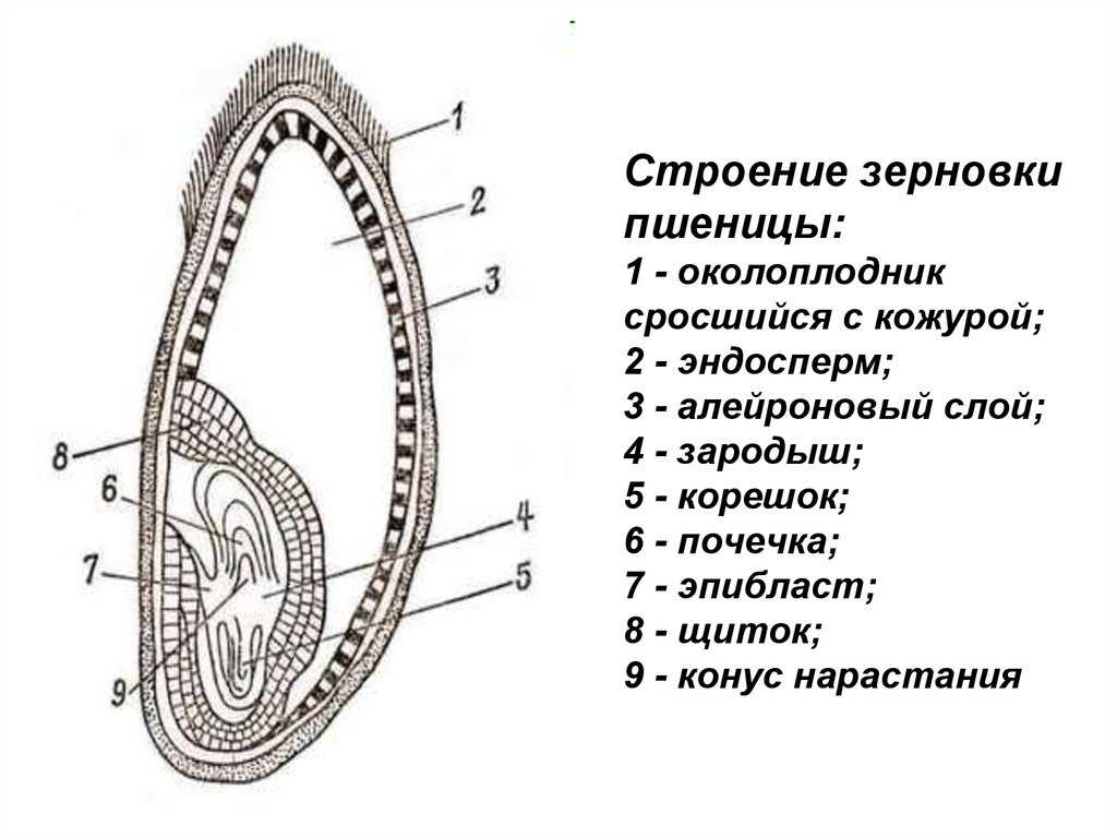 Органогенез