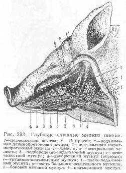 Дикий кабан (дикая свинья) - млекопитающее животное, строение, питание, обитание, описание, фото, картинки