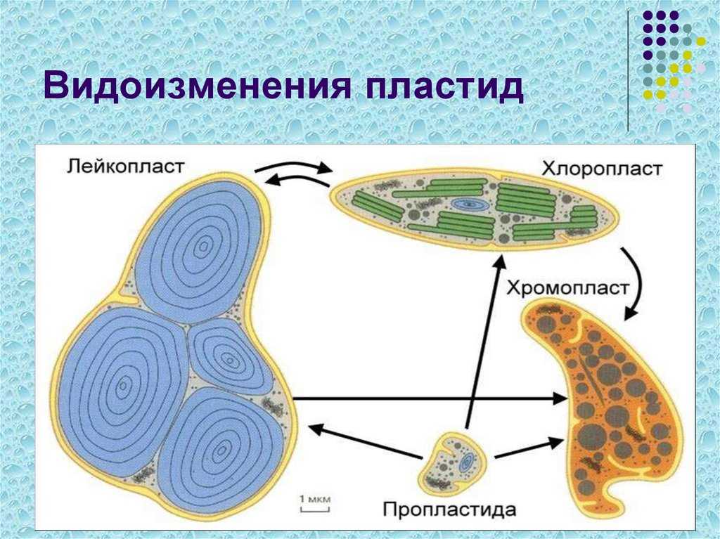 Пластиды: виды, строение и функции. хлоропласты, хромопласты, лейкопласты