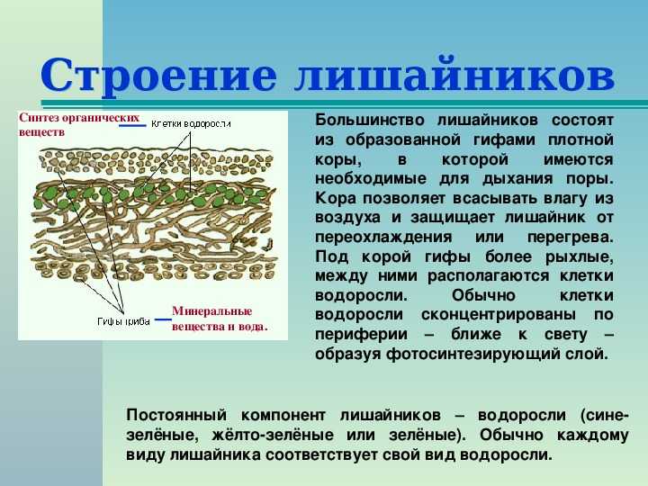Компоненты лишайника - лишайники