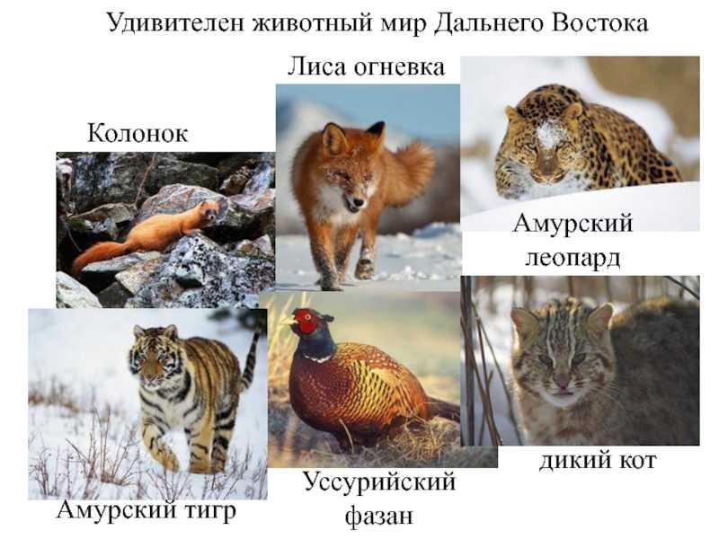Млекопитающие животные амурской области — список, краткое описание и фотографии