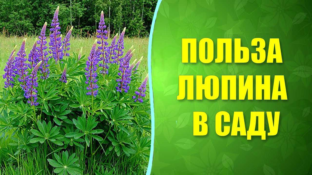 Люпин: выращивание из семян в открытом грунте, посадка и уход, фото