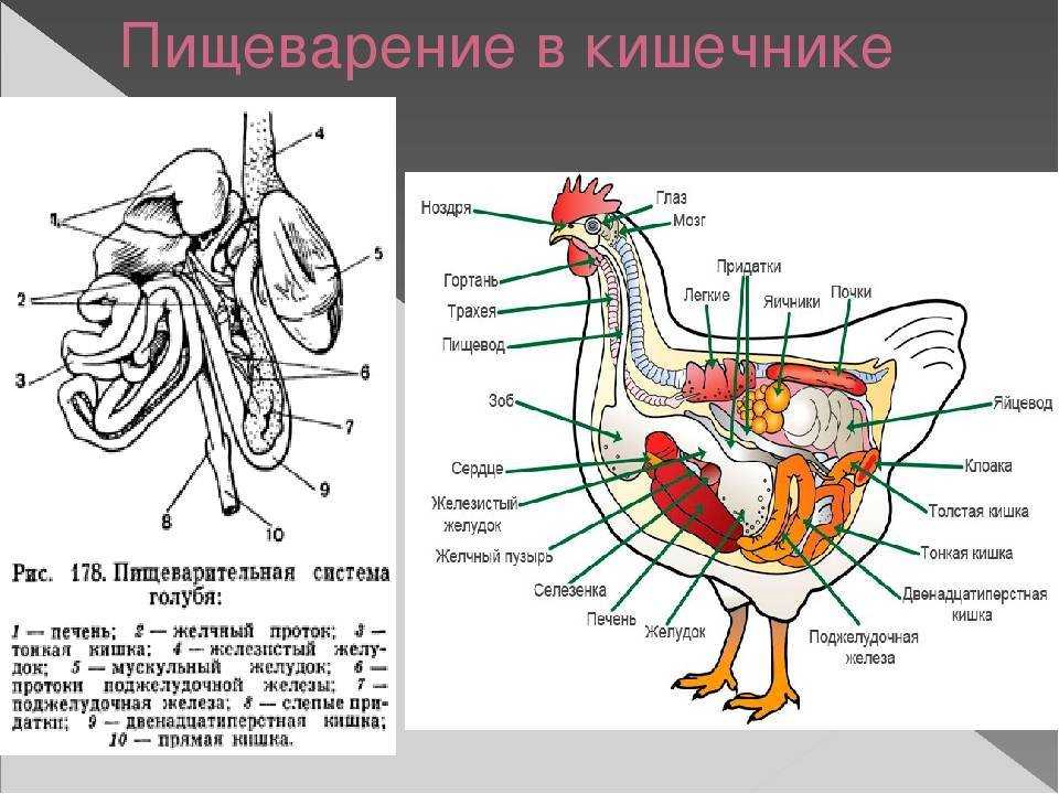 Скелет курицы: строение, названия и описание костей, фото  — 24симба