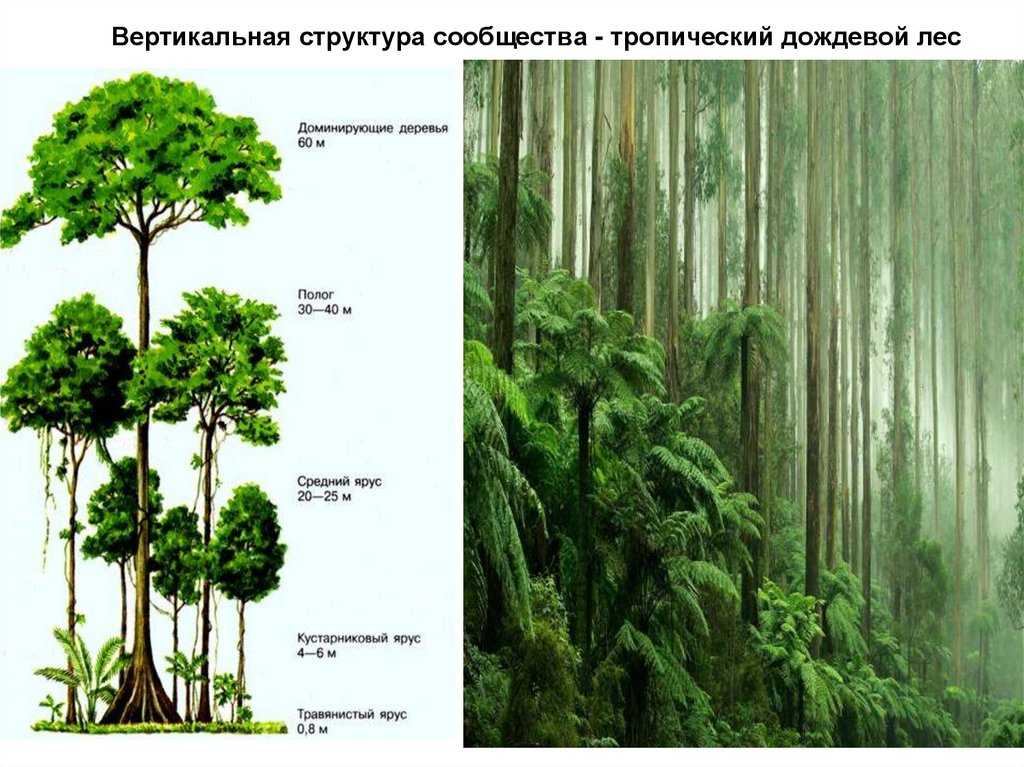 Лесной тип биологического круговорота