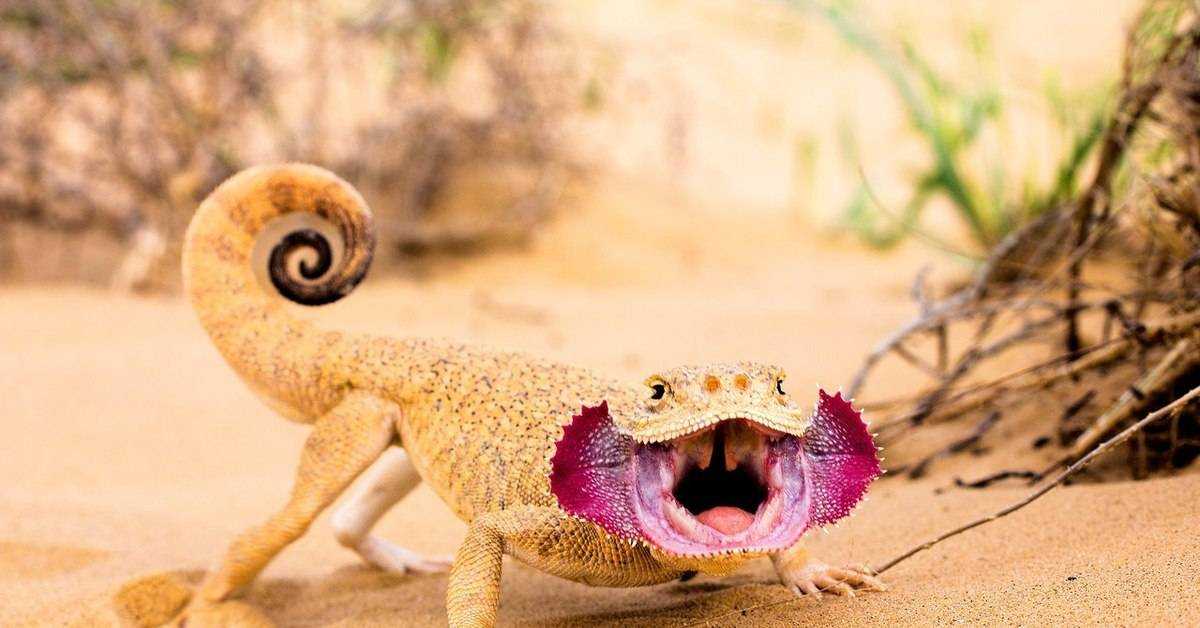 Круглоголовка ящерица: внешний вид, фото, особенности, интересные факты, среда обитания