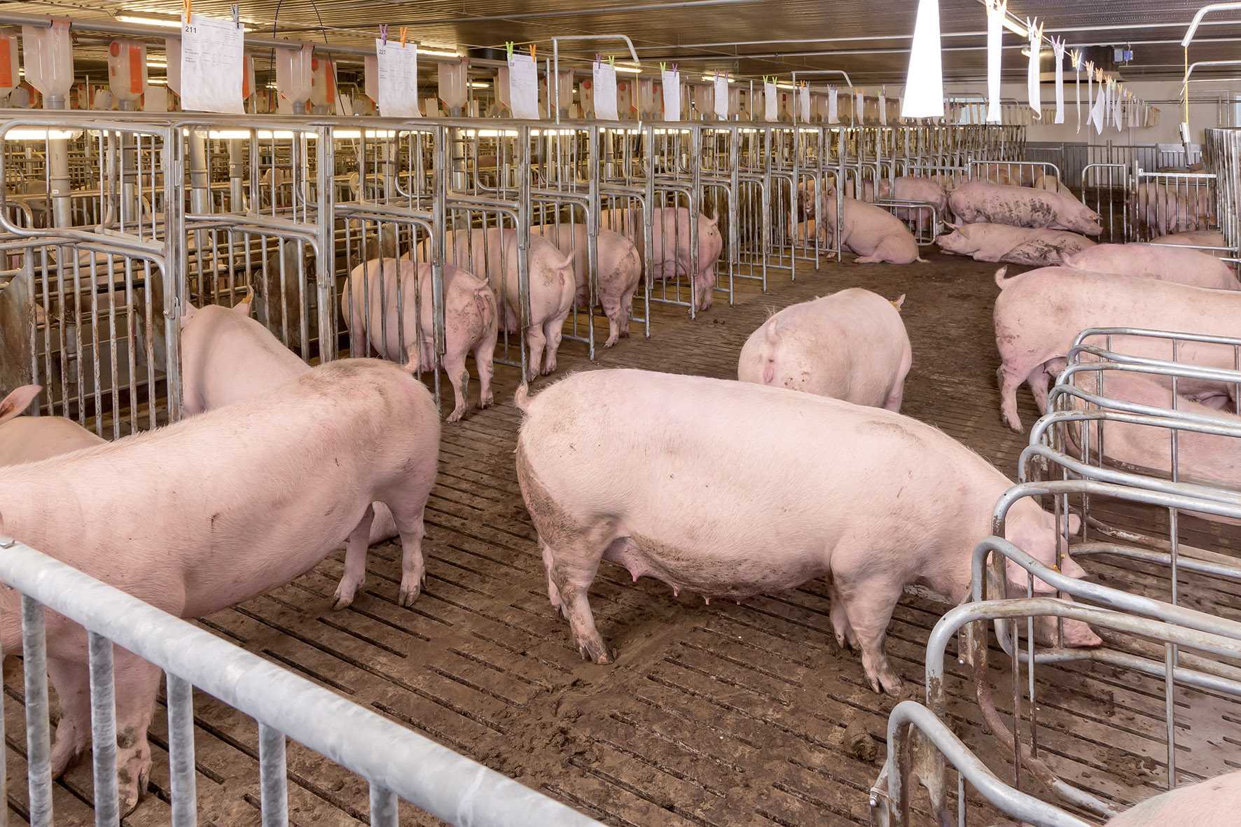 Как кормить свиней правильно: чем лучше и виды откорма, рацион питания