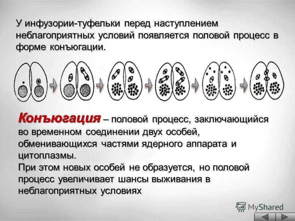 Конъюгация в биологии: объяснение и примеры, 7 класс