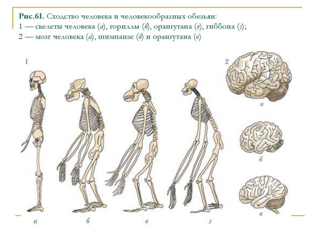 Черты различия и сходства между человеком и антропоморфными обезьянами. человекообразная обезьяна